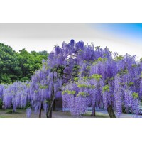 Vistéria japonská - Wisteria brachybotrys 'Okayama Fuji'  Co7L 160cm