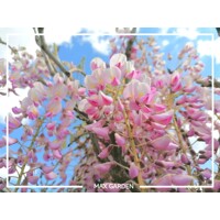 Vistéria japonská - Wisteria brachybotrys 'Showa-beni'  Co7L  200/250