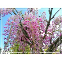 Vistéria japonská - Wisteria brachybotrys 'Showa-beni'  Co7L  200/250