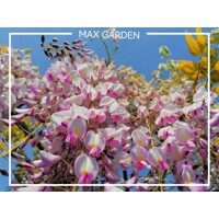 Vistéria japonská - Wisteria brachybotrys 'Showa-beni'  Co7L  200/250