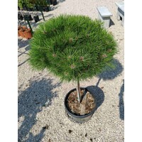 Borovica ?ierna - Pinus nigra ´Bambino´  Co35-40L  1/4 kme?  d60-80