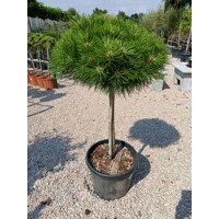 Borovica ?ierna - Pinus nigra ´Bambino´  Co35-40L  1/4 kme?  d60-80