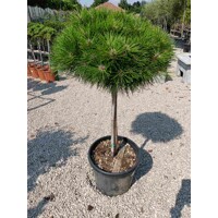Borovica ?ierna - Pinus nigra ´Bambino´  Co35-40L  1/4 kme?  d60-80