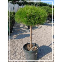 Borovica ?ierna - Pinus nigra ´Bambino´  Co35-40L  1/4 kme?  d60-80