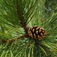 Pinus Nigra ´Brevifolia´  Co9L  1/2 kmeň