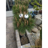 Pinus Nigra ´Brevifolia´  Co9L  1/2 kmeň