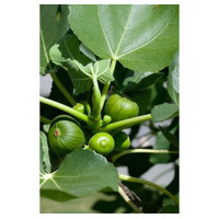 Ficus carica Co10L  1/2 kmeň