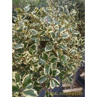 Ilex aquifolium 'Variegatum'  Co25L  1/2 kmeň