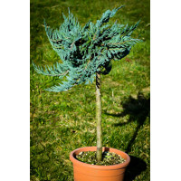 Borievka rozprestretá  - Juniperus horizontalis 'Blue Chip'  Co15L  1/2 kmeň