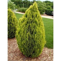 Tuja východná - Thuja orientalis 'Aurea Nana'  20/30