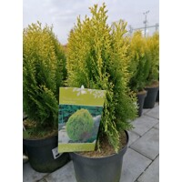 Tuja východná - Thuja orientalis 'Aurea Nana'  20/30