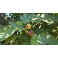 Figovník - Ficus carica ´Early Violet´ 20/30 Co2L