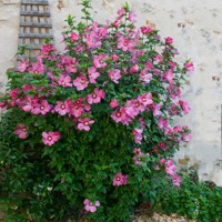 Ibištek - Hibiscus syriacus  Co2L (ružová)
