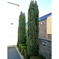 Tis obyčajný - Taxus baccata ´Fastigiata Robusta´ 100/125