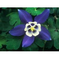 Aquilegia caerulea 'Spring Magic Blue and White'  Co1L