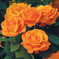 Ruža čajová - Rosa hybrida - oranžová Co3L