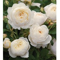 Ruža pôdopokryvná - Rosa bodendecker - biela Co3L