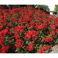 Ruža pôdopokryvná - Rosa bodendecker - červená Co3L