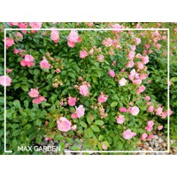Ruža pôdopokryvná - Rosa bodendecker - ružová Co3L