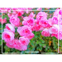 Ruža pôdopokryvná - Rosa bodendecker - ružová Co3L
