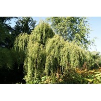 Vŕba pokrútená  - Salix erythroflexuosa  Co15L 175/200