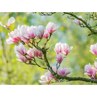 Magnolia soulangeana ´Red Lucky´ Co20L 150/175