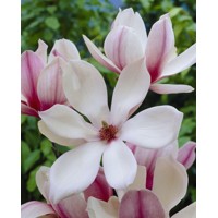 Magnolia soulangeana ´Red Lucky´ Co20L 150/175