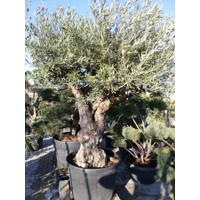 Olivovník európsky - Olea europaea Co90L POM POM (strihané)