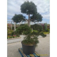 Pinus Nigra ´Austriaca´  Co250L POM POM (strihané)