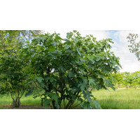Ficus carica ´Peretta´ Co13 20/25