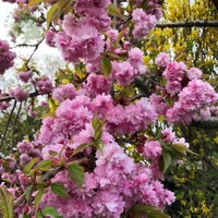 Čerešňa pilovitá - Prunus serrulata  'Kiku-shidare-sakura' Co18L  8/10 - vysokokmeň