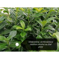 Vavrínovec lekársky Novita - Prunus laurocerasus ´Novita´ Co3L 40/50 ITA