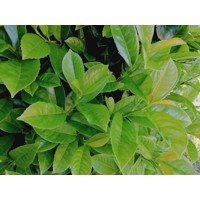 Vavrínovec lekársky Novita - Prunus laurocerasus ´Novita´ Co3L 40/50 ITA