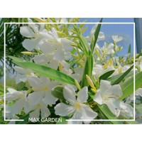 Oleander obyčajný  - Nerium oleander White Co18L 100/120
