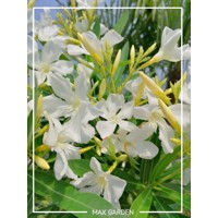 Oleander obyčajný  - Nerium oleander White Co25L 120/130