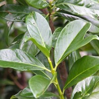 Vavrínovec lekársky Novita - Prunus laurocerasus ´Novita´ Co3L 80/100 - koreňový bal