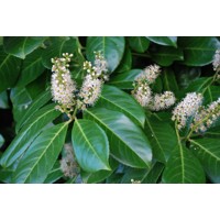 Vavrínovec lekársky (Okrúhlolistý) - Prunus laurocerasus Rotundifolia  80/100 - koreňový bal