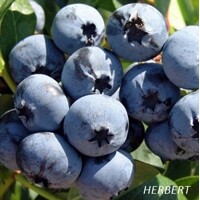Čučoriedka ´Elliott´ - Vaccinium ´Elliott´  Co 7,5L  60/80