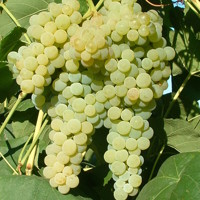 Vinič stolový - Vitis vinifera 'Lakemont´- biele bezsemenné Co3L KM20