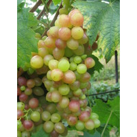 Vinič stolový - Vitis vinifera 'Picurka´- biele bezsemenné Co3L KM20
