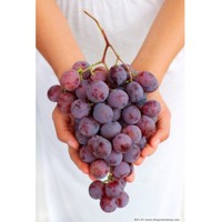 Vinič stolový - Vitis vinifera 'Red Globe´ - ružové  Co3L KM20