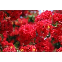 Myrta krepová červená - Lagerstroemia indica ´Rubra Magnifica´ Co25L - vysokokmeň