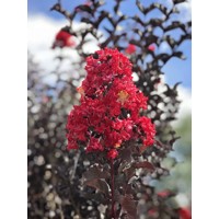 Myrta krepová červená - Lagerstroemia indica ´Rubra Magnifica´ Co25L - vysokokmeň