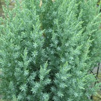 Borievka čínska - Juniperus Chinensis ´Stricta´  Co2,5L  30/40