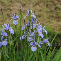 Iris sibirica v kultivaroch P11  10/15