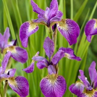 Iris sibirica v kultivaroch P11  10/15