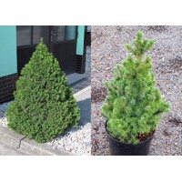 Smrek biely  - Picea Glauca ´Conica´ Co10L  70/80