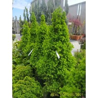 Smrek biely  - Picea Glauca ´Conica´ Co10L  70/80