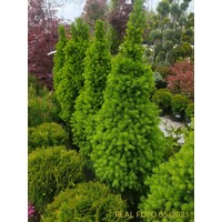 Smrek biely  - Picea Glauca ´Conica´ Co10L  70/80