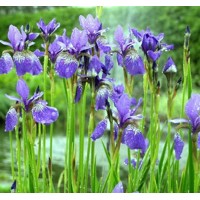 Iris sibirica ´Blue King´ Co9